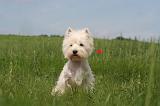 WESTIE 364